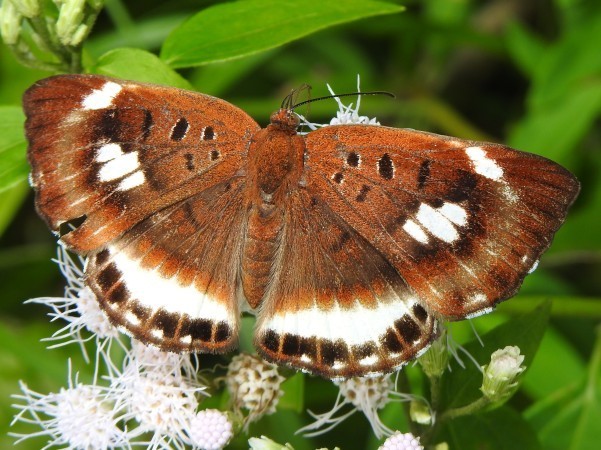 Synargis tytia