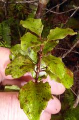 Alseuosmia banksii banksii