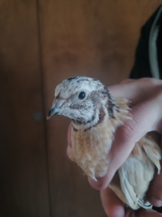 Coturnix japonica