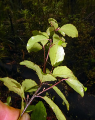 Alseuosmia banksii banksii