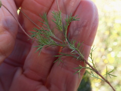 Cotula nudicaulis