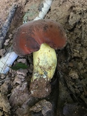Boletus subluridellus