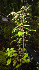 Alseuosmia banksii banksii