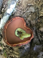 Boletus subluridellus