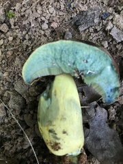Boletus subluridellus