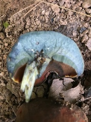 Boletus subluridellus