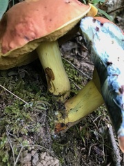 Boletus subluridellus