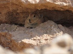 Ochotona rufescens