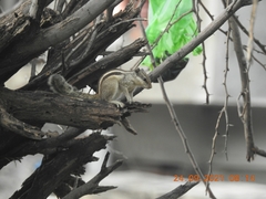 Funambulus pennantii