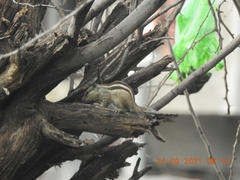 Funambulus pennantii