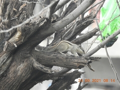 Funambulus pennantii