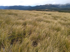 Aciphylla anomala