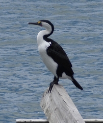 Phalacrocorax varius