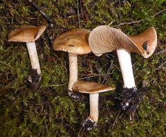 Hebeloma lacteocoffeatum