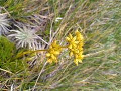Aciphylla polita