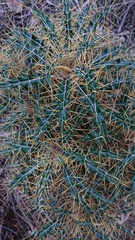 Ptilostemon hispanicus