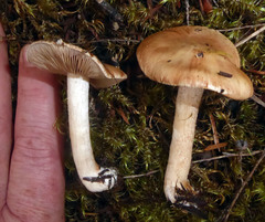 Hebeloma lacteocoffeatum