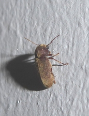 Oligomerus ptilinoides