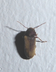Oligomerus ptilinoides