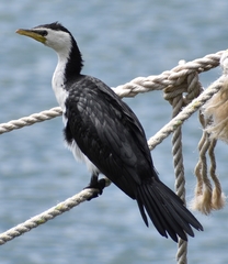 Microcarbo melanoleucos