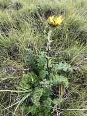 Berkheya macrocephala