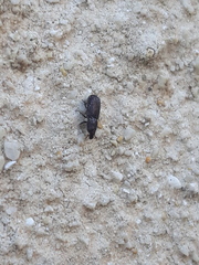 Stereocorynes truncorum