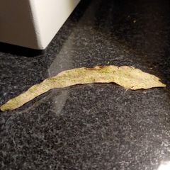 Epichrysocharis burwelli