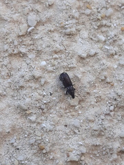 Stereocorynes truncorum