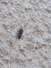 Stereocorynes truncorum