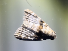 Nola euraphes