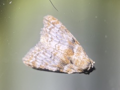 Nola euraphes