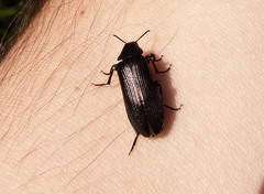 Melandrya caraboides