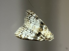 Nola euraphes