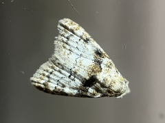 Nola euraphes