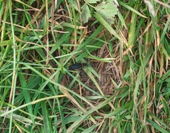 Chauliognathus magellanicus