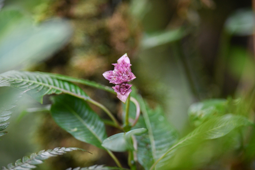 Palicourea chiriquiensis