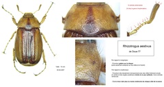 Rhizotrogus aestivus