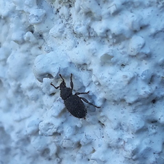 Trachyphloeus parallelus