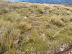 Aciphylla polita