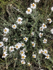 Eumorphia prostrata