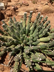 Euphorbia inermis