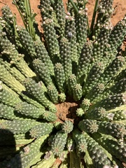 Euphorbia inermis