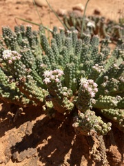 Euphorbia inermis