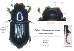 Calamosternus granarius