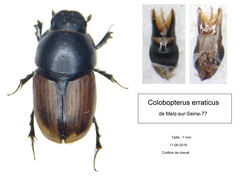 Colobopterus erraticus