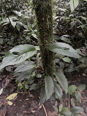 Rhaphidophora