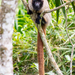 Macacos-Titis - Photo (c) fabricio_reis_costa, alguns direitos reservados (CC BY-NC)