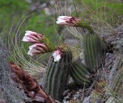 Trichocereus schickendantzii