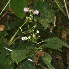 Monopyle ecuadorensis
