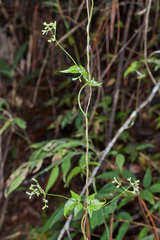 Valeriana clematitis